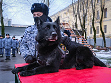 В Кемерове наградили собак, проявивших героизм в зоне СВО