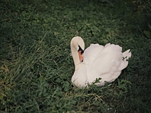 В парке Камышина Волгоградской области внезапно умерла пара лебедей