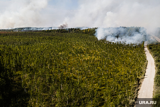 Эколог Каюмов: власти применяют превентивные штрафы при лесных пожарах