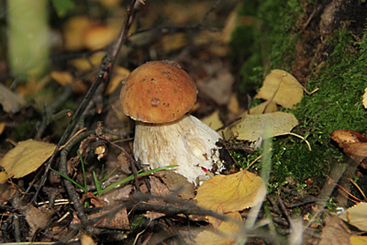 Женщина травмировала ногу в подмосковном лесу, засмотревшись на поляну грибов