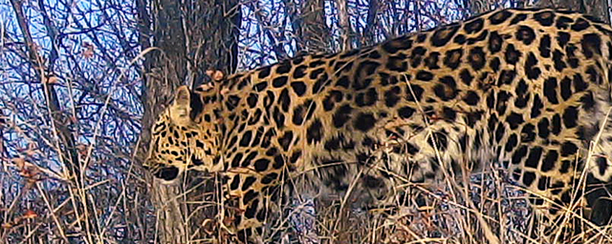 Леопард из Приморья получил имя от Папы Римского