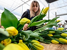 Цветоводы ЦФО готовы заместить голландские тюльпаны и розы