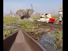 Слониха перевернула каноэ с туристами, испугавшись за детенышей