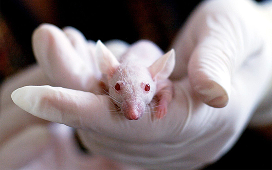 Генно-модифицированные крысы помогли изучить дефицит транспортера дофамина