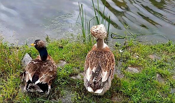 Парк Северный Хабаровска ждет пернатого пополнения