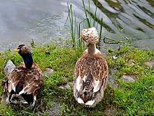 Парк Северный Хабаровска ждет пернатого пополнения
