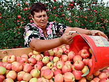 Французские инвесторы решили продать долю производителя яблок "Алма Холдинг"