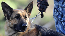В Москве спецназовец спас собаку ценой собственной жизни