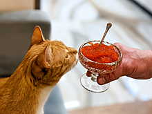 Как не ошибиться с выбором: приобретаем красную икру к столу