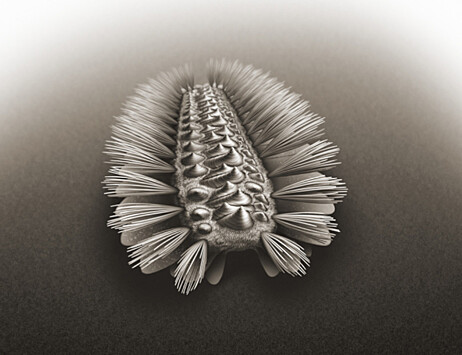 Окаменелый червь помог уточнить эволюцию современных животных
