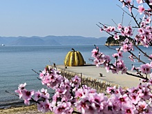 Цветение сакуры в Японии в этом году начнется на 10 дней раньше обычного