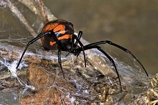Под Волгоградом подростка укусил сильно ядовитый паук каракурт