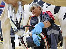 В России предложили привлекать на работу доярками с помощью массажа и маникюра