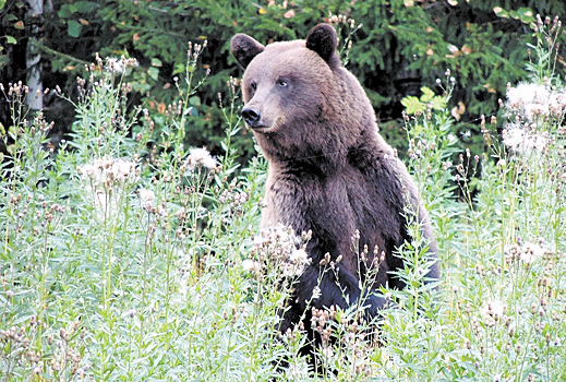 Медведи наступают: почему звери стали чаще выходить к людям?