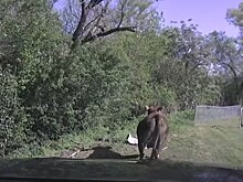 Гараж на диване: в США построили квартиры для любителей жить с машиной