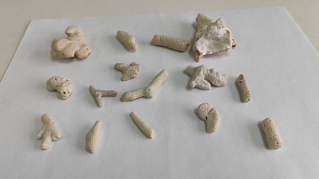 В новосибирском аэропорту у пассажирки из Таиланда изъяли 15 кораллов