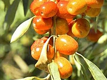 Китайские финики: как волгоградцам вырастить на дачном участке джиду