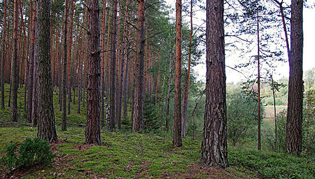 Пропавшая под Иркутском пенсионерка провела в лесу девять дней