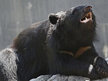 Два человека получили ранения в Японии при нападении медведицы