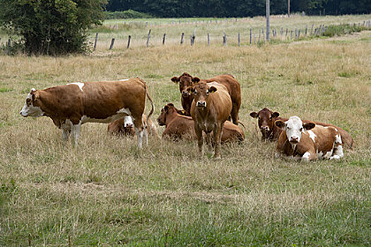 Стадо из 20 коров напало на женщину во время прогулки