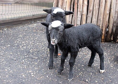 Опубликованы кадры романовских ягнят, недавно родившихся в «Лимпопо»