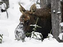 В "Самарской Луке" обнаружили мертвого лося