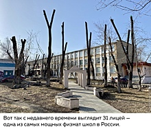 Городок рогаток: в Челябинске «освежевали» деревья рядом с 31-м лицеем