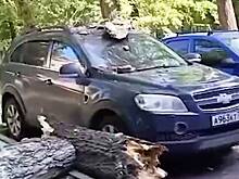 Дерево рухнуло на машину россиян и раскололось пополам