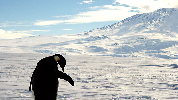 В Антарктиде построят новую зимовочную станцию