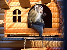Чеснок и лук для обезьян. Рассказываем о жизни Большереченского зоопарка