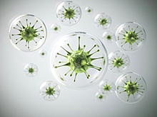 «Накроет» ли страну птичий грипп: российский вирусолог о рисках пандемии