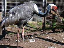 Челябинский зоопарк предложил мужчинам сравнить любимых женщин с питомцами зверинца