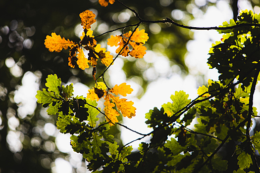 Сходить на «Хор Турецкого» и шекспировскую комедию: 12 идей, как калининградцам провести первый уик-энд октября