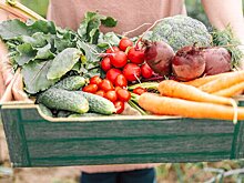 Юрист Георгиева объяснила, как законно продать урожай со своего огорода