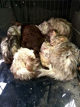 Волонтеры спасли десятки кошек из заброшенных квартир в Электростали