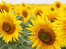 Россиян предупредили о росте цен на подсолнечное масло и семечки