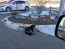 Волонтёры рассказали об очередной отравленной собаке в Благовещенске