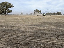 Австралия может стать поставщиком семян тедеры - новой кормовой культуры для засушливых территорий
