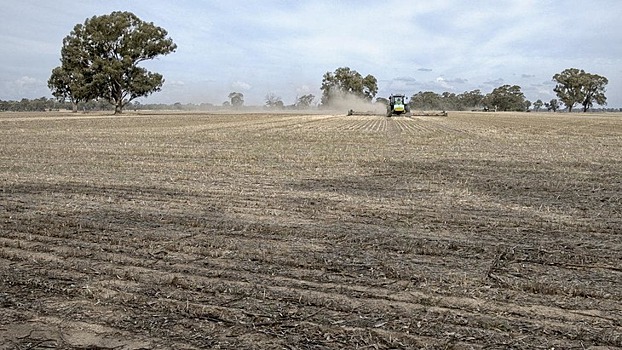 Австралия может стать поставщиком семян тедеры - новой кормовой культуры для засушливых территорий