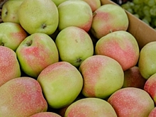 В Волгоградской области обновили рекорд по сбору плодов и ягод