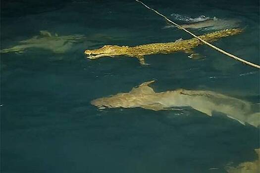 Акула попыталась откусить лапу крокодилу и попала на видео
