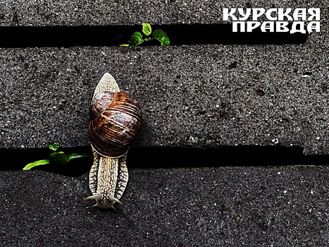 Ближайшие 5-6 дней в Курской области будут дождливыми и холодными