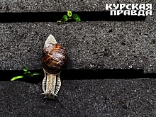 Ближайшие 5-6 дней в Курской области будут дождливыми и холодными
