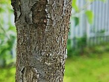 Цитоспороз яблони и меры борьбы