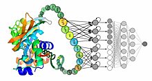 Глубокое машинное обучение использует «язык белков», чтобы предсказать их свойства