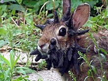 В США появились «‎кролики-Франкенштейны» с щупальцами на мордах