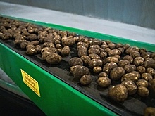 Крупное картофелехранилище откроется после реконструкции в Талдоме 6 сентября