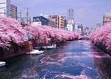 Страна цветущей вишни: в Японию пришла весна – там расцвела сакура
