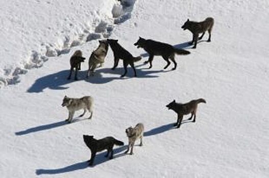 В Прикамье охотники преследуют стаю волков, которая загрызла трёх собак