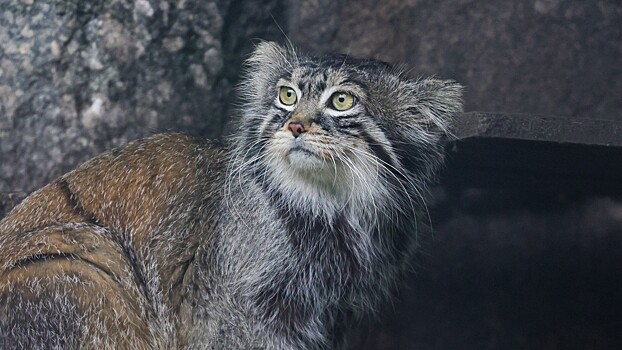 Диетолог рассказала о способе похудеть, который применяли у манула в зоопарке